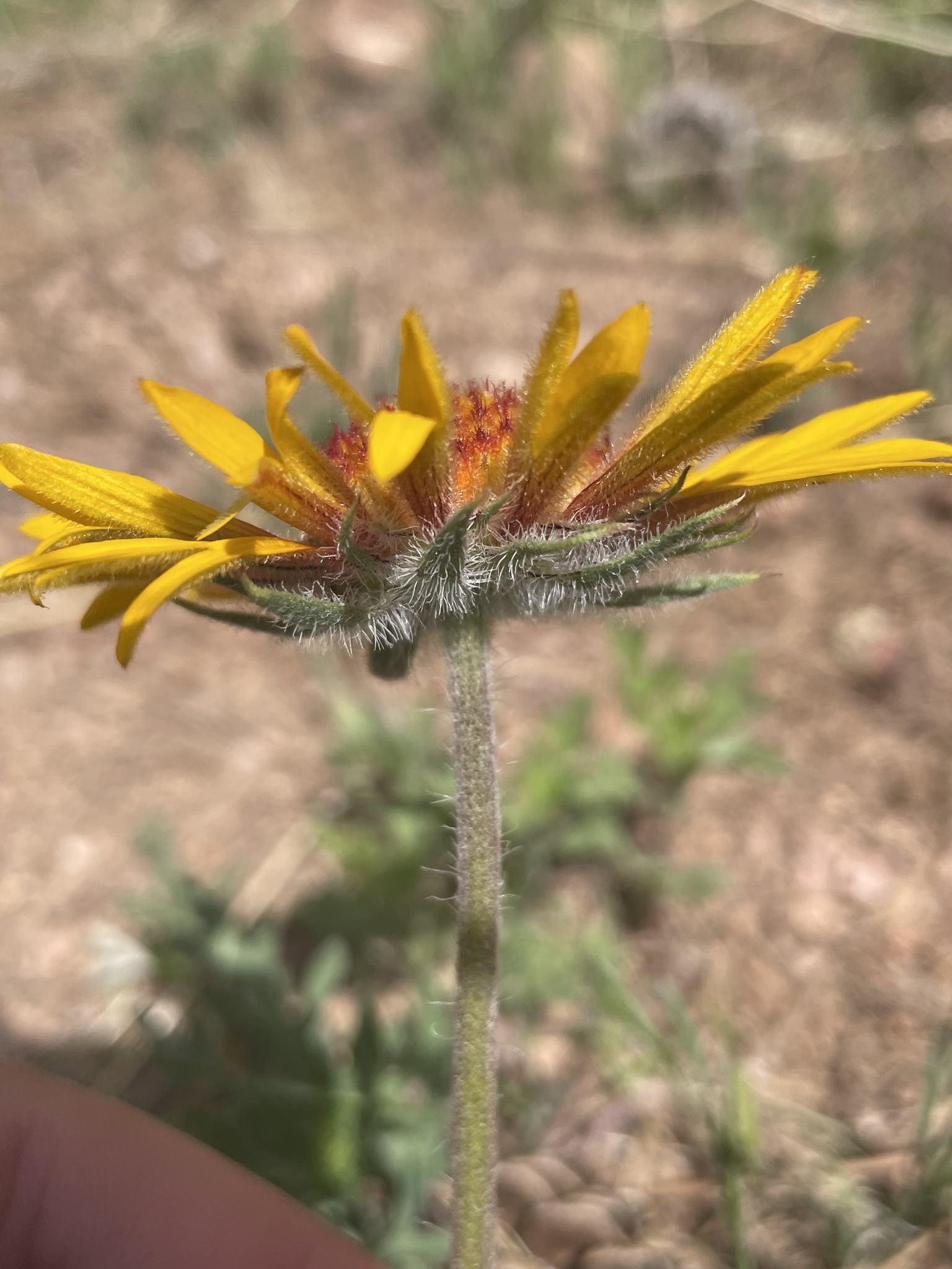 Gaillardia aristata